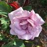 Ocean in Motion rose photo