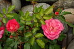 Sunrise Sunset rose photo