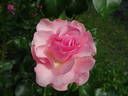 Calliope rose photo