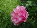 Calliope rose photo