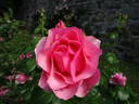 Calliope rose photo