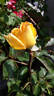 Golden Tower rose photo