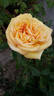 Golden Tower rose photo