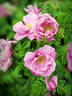 Adam Chodun rose photo