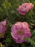 Adam Chodun rose photo