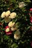 Little White Pet, Cl. rose photo