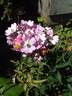 Tom Cuthbertson rose photo
