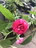 Rosaleen rose photo