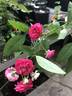 Rosaleen rose photo