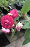 Rosaleen rose photo