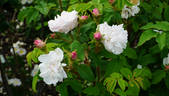 Comtesse de Murinais rose photo