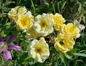 Sky's The Limit™ rose photo