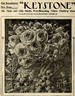 Keystone rose photo