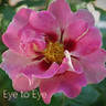 Eye To Eye ™ rose photo