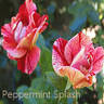 Peppermint Splash rose photo