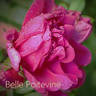 Belle Poitevine rose photo