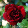 Black Velvet rose photo