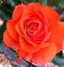 For You With Love rose photo