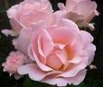 Renaissance rose photo