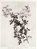 Carissima rose photo