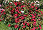 Capricia™ rose photo