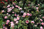 Joleen ™ rose photo