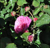 Freifrau Caroline rose photo