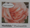 Mathilde™ rose photo