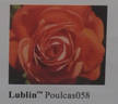 Lublin ™ rose photo