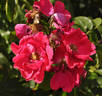 Balder rose photo