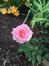 Simply Elegant rose photo