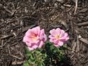 Simply Elegant rose photo