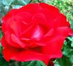 Heart Song ™ rose photo