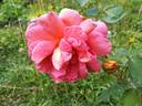 Madame Hélène Parmentier rose photo