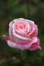 Plaisir d’Amour rose photo