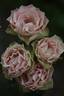 Morpheus rose photo