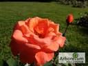 Lezginka rose photo