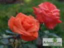 Lezginka rose photo