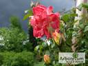 Polka-Babotska rose photo