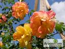 Polka-Babotska rose photo