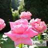 Klimentina rose photo