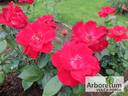 Komsomolskii Ogoniok rose photo