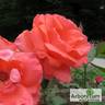 Коралловый Сюрприз rose photo