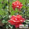 Коралловый Сюрприз rose photo