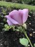Blue Skies rose photo