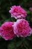 Xanthus rose photo