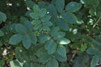 R. banksiopsis rose photo