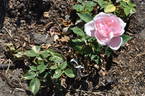 Verschuren rose photo