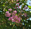 Hakeburg rose photo
