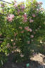 Hakeburg rose photo